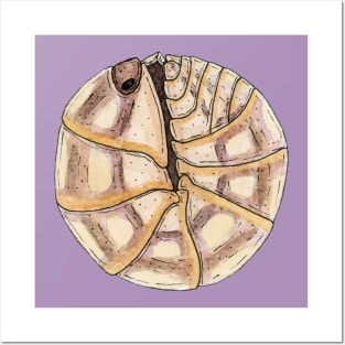 Armadillidium nasatum "Peach" Isopod Posters and Art